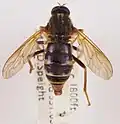 Museum specimen of Coenomyia ferruginea