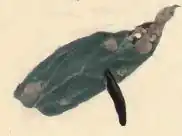 Mined piece of leaf of Centaurea nigra with a larva-case attached