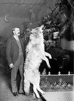 Photo of Breckenridge naturalist Edwin Carter standing next to a taxidermied gray wolf killed in the Colorado Rockies, c. 1890–1900