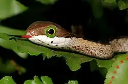 Juvenile common boomslang (Dispholidus t. typus)