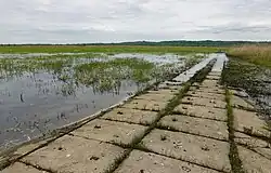 Concrete slab path in Lower Oder Valley National Park near Schwedt