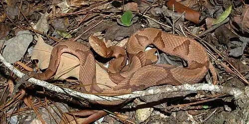 Eastern copperhead (Agkistrodon contortrix) from Liberty Co., Texas (30 March 2007).