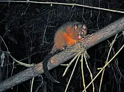Coppery brushtail possum (T. johnstonii)
