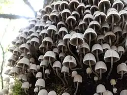 Coprinus disseminatus; commonly known as "fairy inkcap" or "trooping crumble cap" in a tree