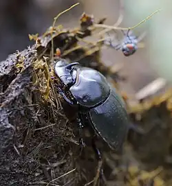 C. fidius (Olivier, 1789)