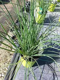 Dracena, spike - Cordyline australis