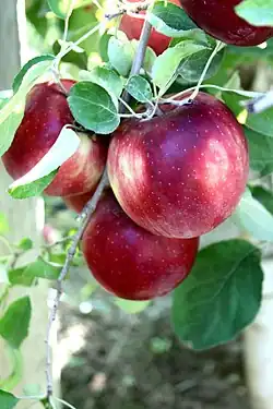 Several red Cosmic Crisp apples on a branch, among green leaves