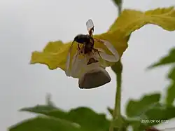 Crab spider with prey