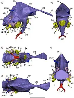 Blue 3D model of a brain