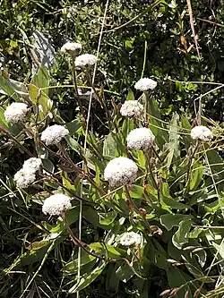 A collection of small white flowers in the sun