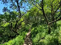 Oak trees hang over a narrow trail in the park, with plentiful green vegetation to either side