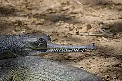 Gharial