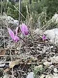 Greek Cyclamen in Kythera