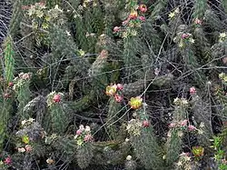 The general decumbent habit of var. californica, in flower.
