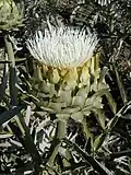 A Cynara cardunculus plant at anthesis bearing white flowers