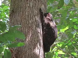 Black morph of a Sunda flying colugo
