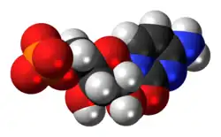 Space-filling model of the cytidine monophosphate molecule as anion (2- charge)