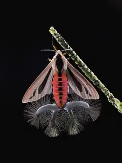 An adult male Creatonotos gangis moth with its four coremata inflated, resembling odd tentacles or worms emerging from the end of the abdomen, covered with long hairs. In this individual, each one of its coremata is about half to two-thirds the length of the moth's abdomen. The moth's wings are spread, showing its bright red abdomen with black spots running down the center.
