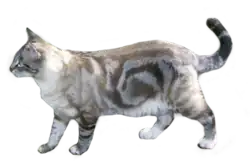 Black blotched tabby (lynx) point cat