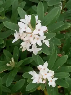 Daphne × transatlantica 'Eternal Fragrance' = 'Blafra'