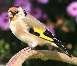 European goldfinch