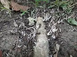 Dead Trooping crumble caps