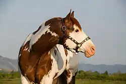 2009 liver chestnut APHA/AQHA Stallion owned by Blake Jamison