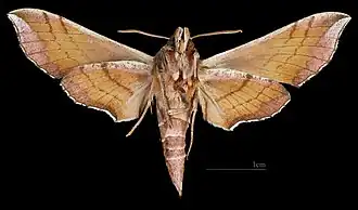 D. askoldensis ♀ △