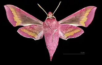 Deilephila porcellus ♀△ MHNT