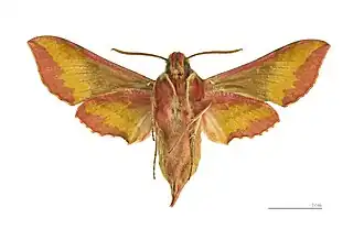 Deilephila porcellus ♂ △ MHNT