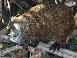 Brown hutia