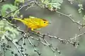 Breeding male golden warbler S. p. petechia, Washington-Slagbaai National Park, Bonaire (Netherlands Antilles)