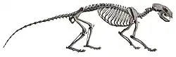 Skeleton