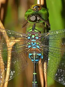 Abdomen is strongly constricted at segment 3