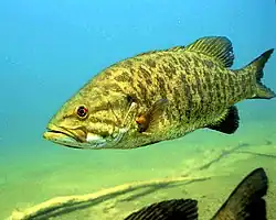 Smallmouth bass underwater