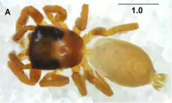 A female jumping spider seen from above