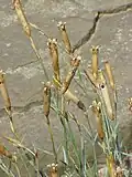 Dianthus caryophyllus seed heads