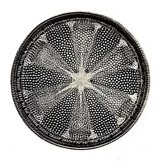 Diatoms have glass shells (frustules) and produce much of the world's oxygen.