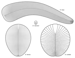 Diagram of various Dickinsonia species (cont.)