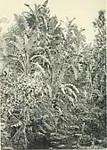 German Botanist Adolf Engler's photo of Strelitzia alba published in Die Pflanzenwelt Afrikas, insbesondere seiner tropischen Gebiete; Grundzüge der Pflanzenverbreitung im Afrika und die Charakterpflanzen Afrikas in 1910