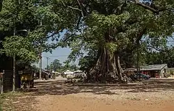 Kapok tree at the entrance of Diembéring