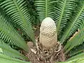 Male cone of Dioon mejiae