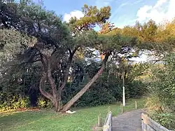 Dixon Park, Greymouth