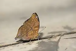 Doleschallia bisaltide