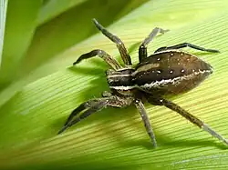 Close up of nursery web spider on a leaf.