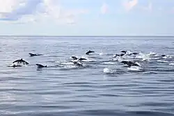 The TAT hangar at the airport