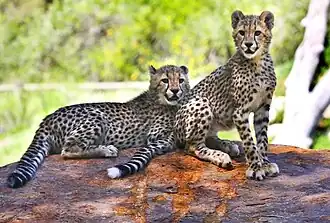 Southeast African cheetahs