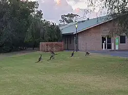 This is an image of a kangaroos standing on the university's regional Bunbury campus.