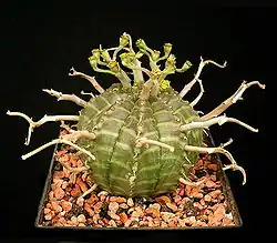 Euphorbia meloformis ssp. valida