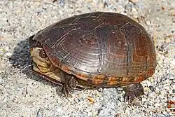 K. s. subrubrum, Delaware